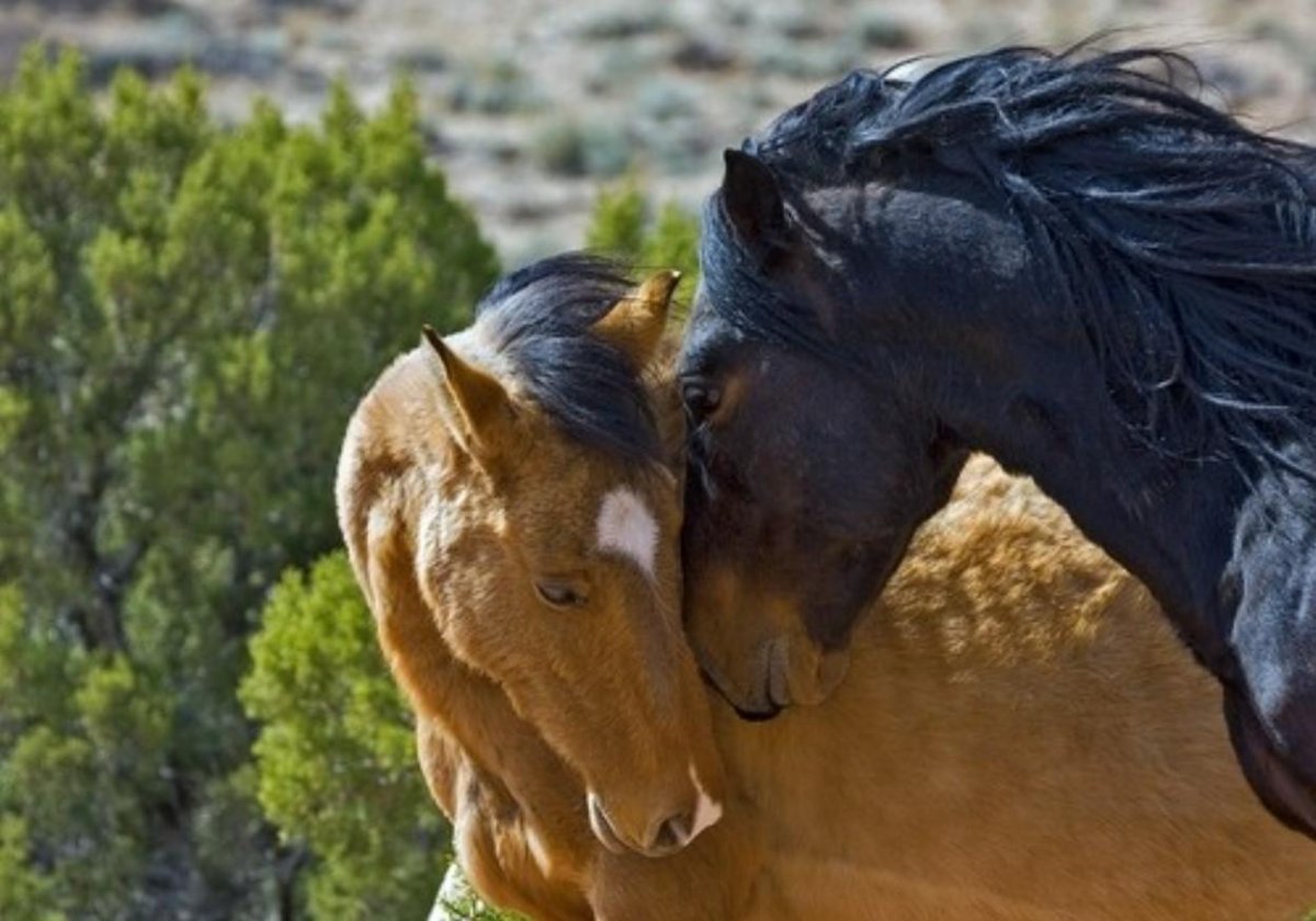Лошади обнимаются