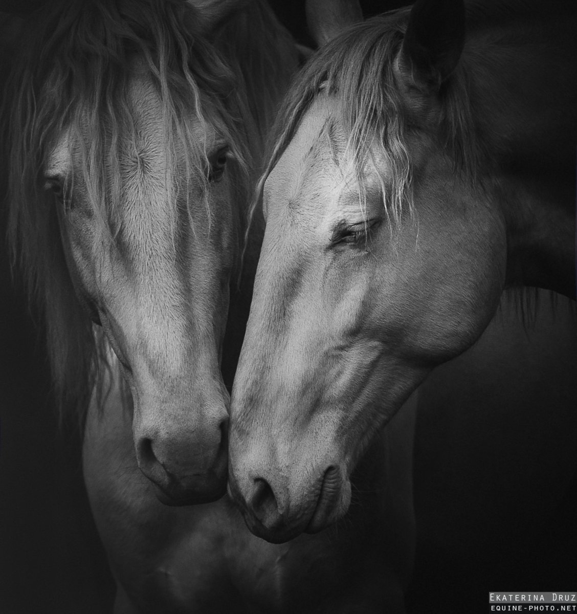 Пара лошадей на черном фоне