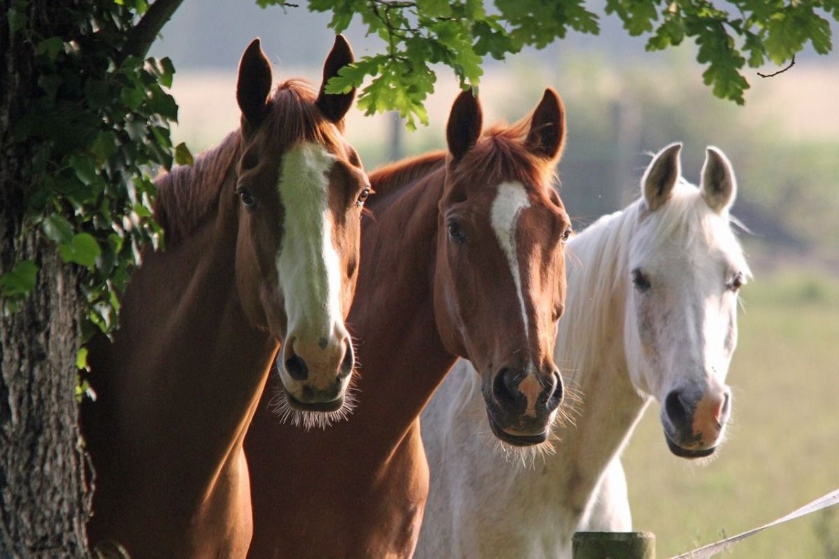 Любовь лошадей