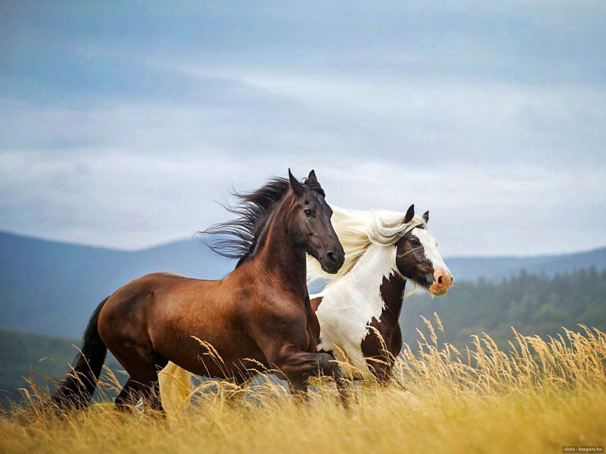 Пара лошадей