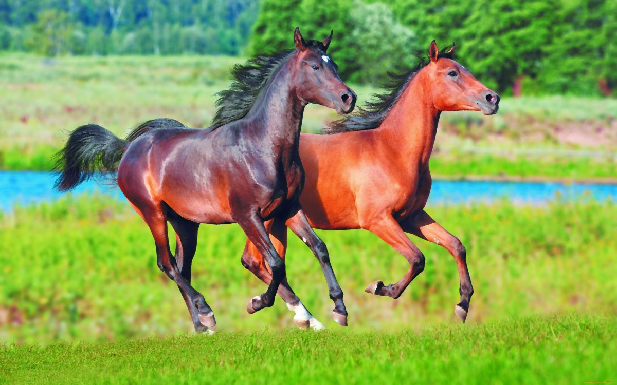 Лошади летом