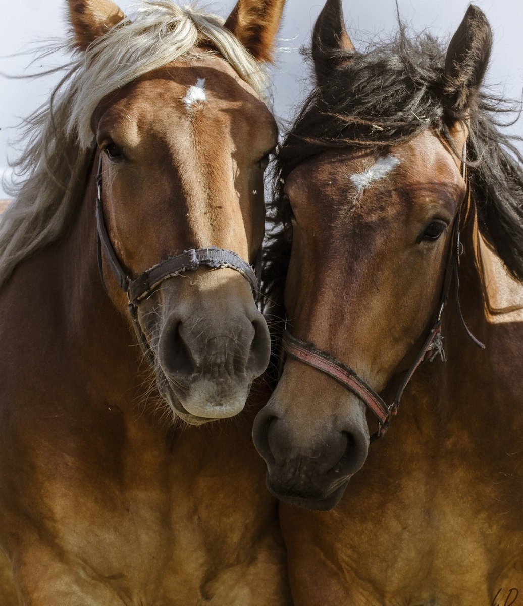 Лошади любовь картинки