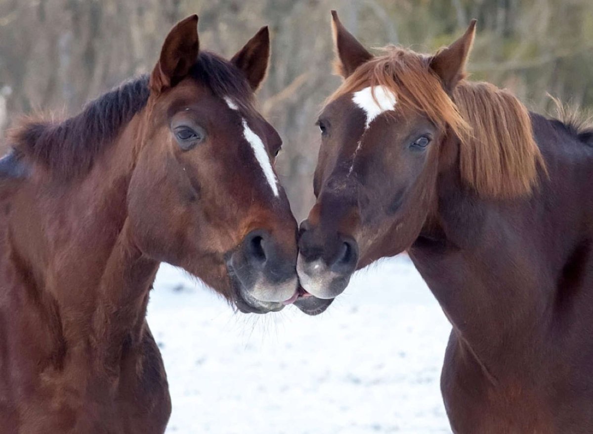Любовь лошадей