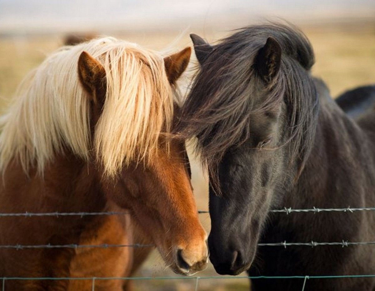 Влюбленные лошади