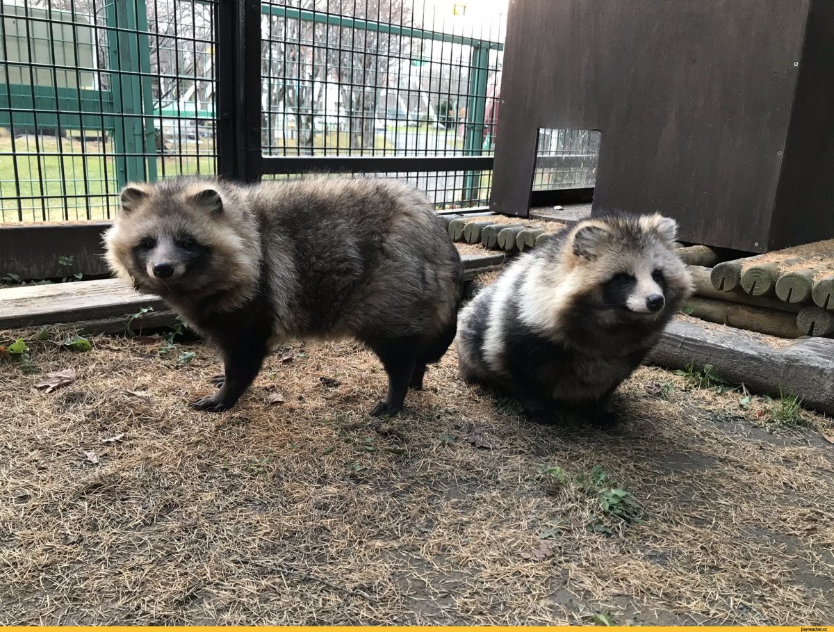 Стая енотов