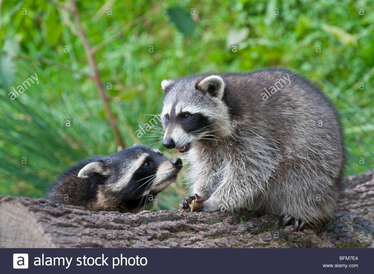 Енот полоскун Северная Америка