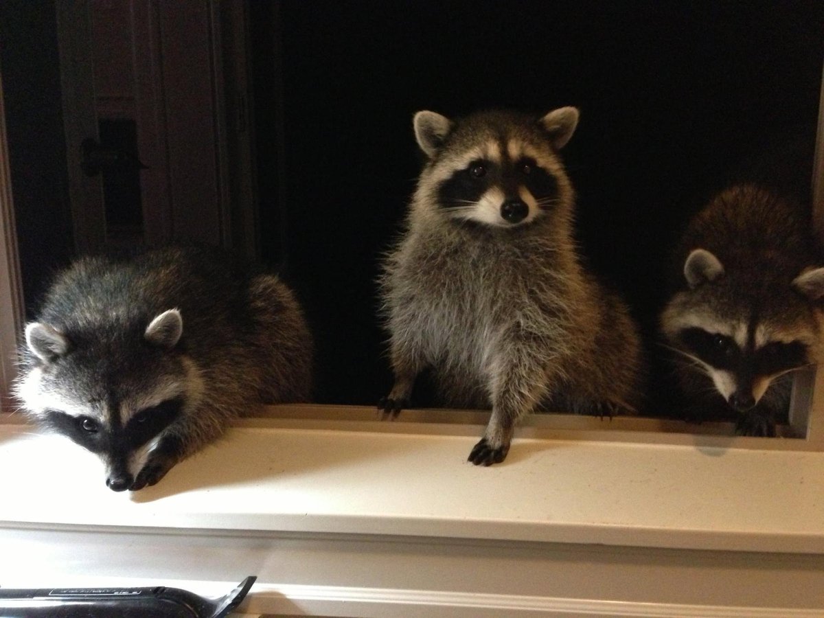 Енотовидная собака и енот