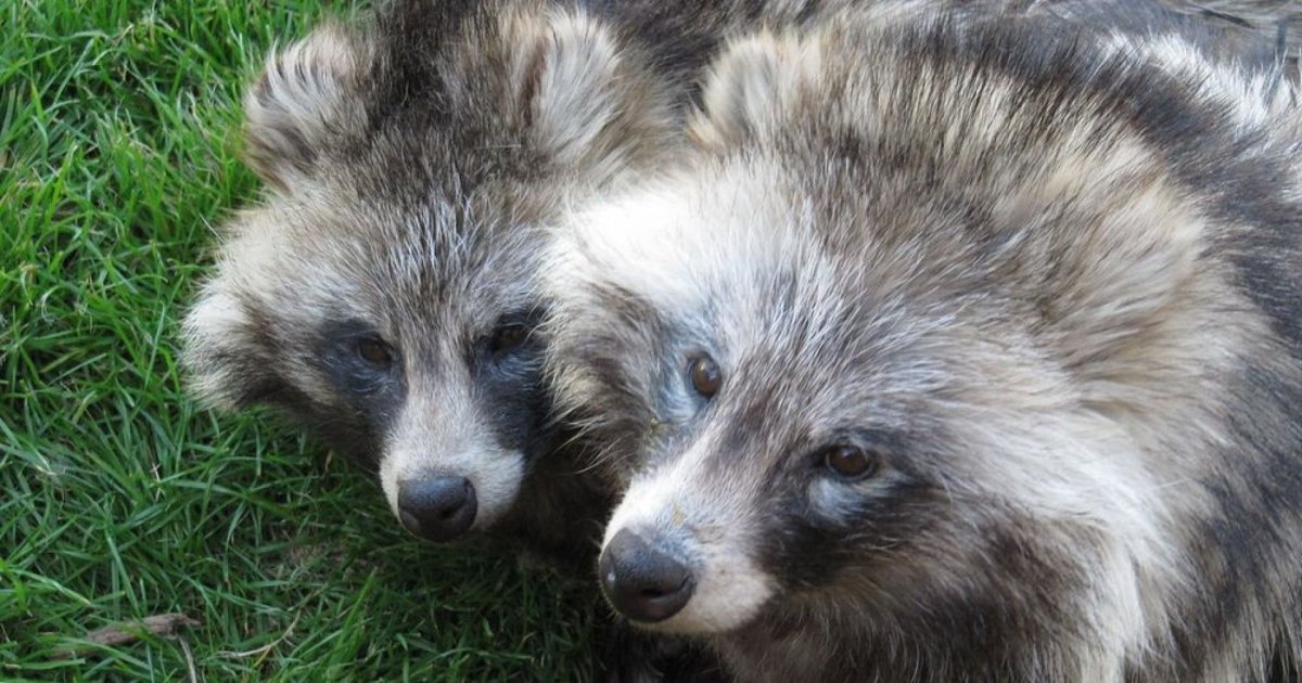 Енотовидная собака и енот полоскун