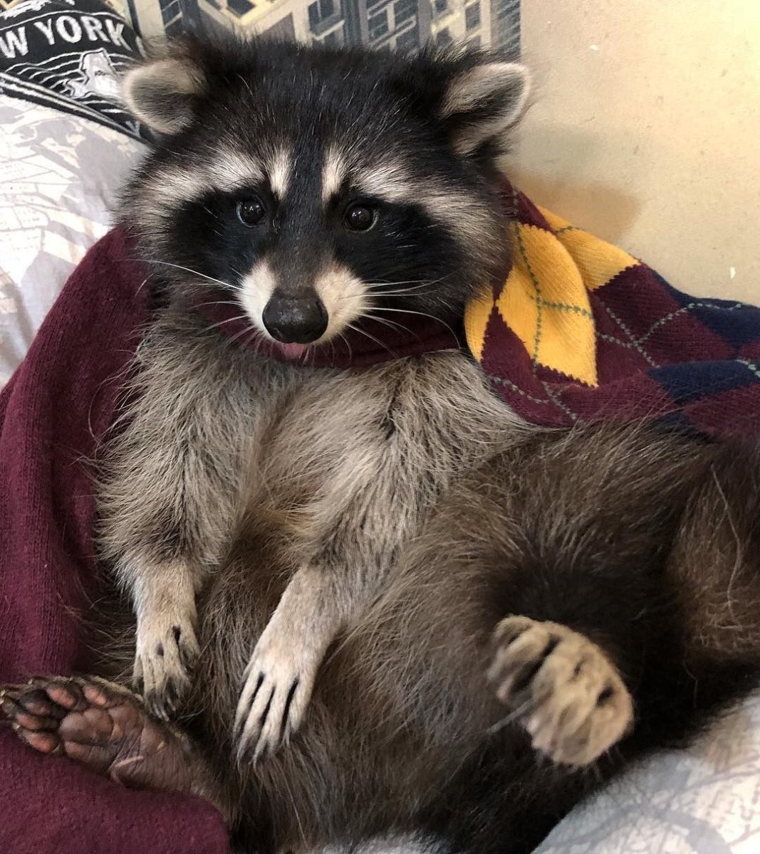 Финская енотовидная собака