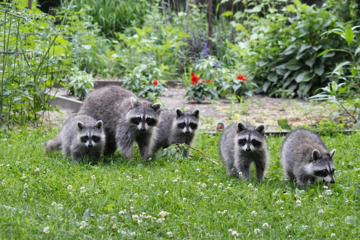 Енотовидная собака и енот