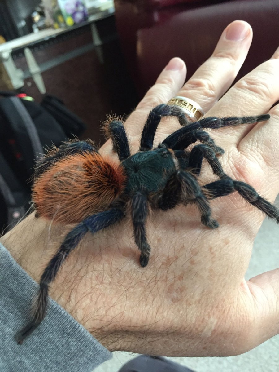 Тарантул черная вдова