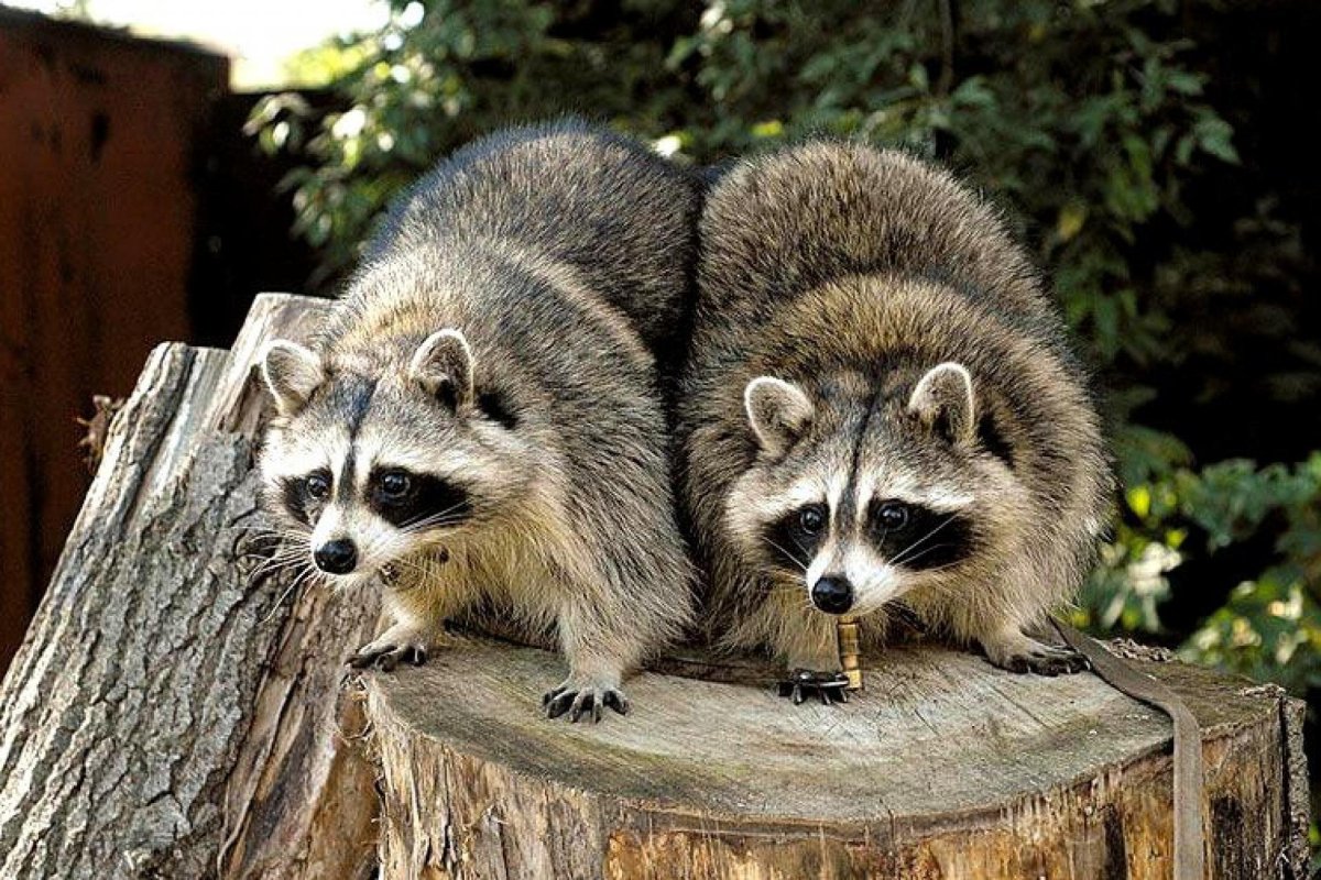 Косумельский енот