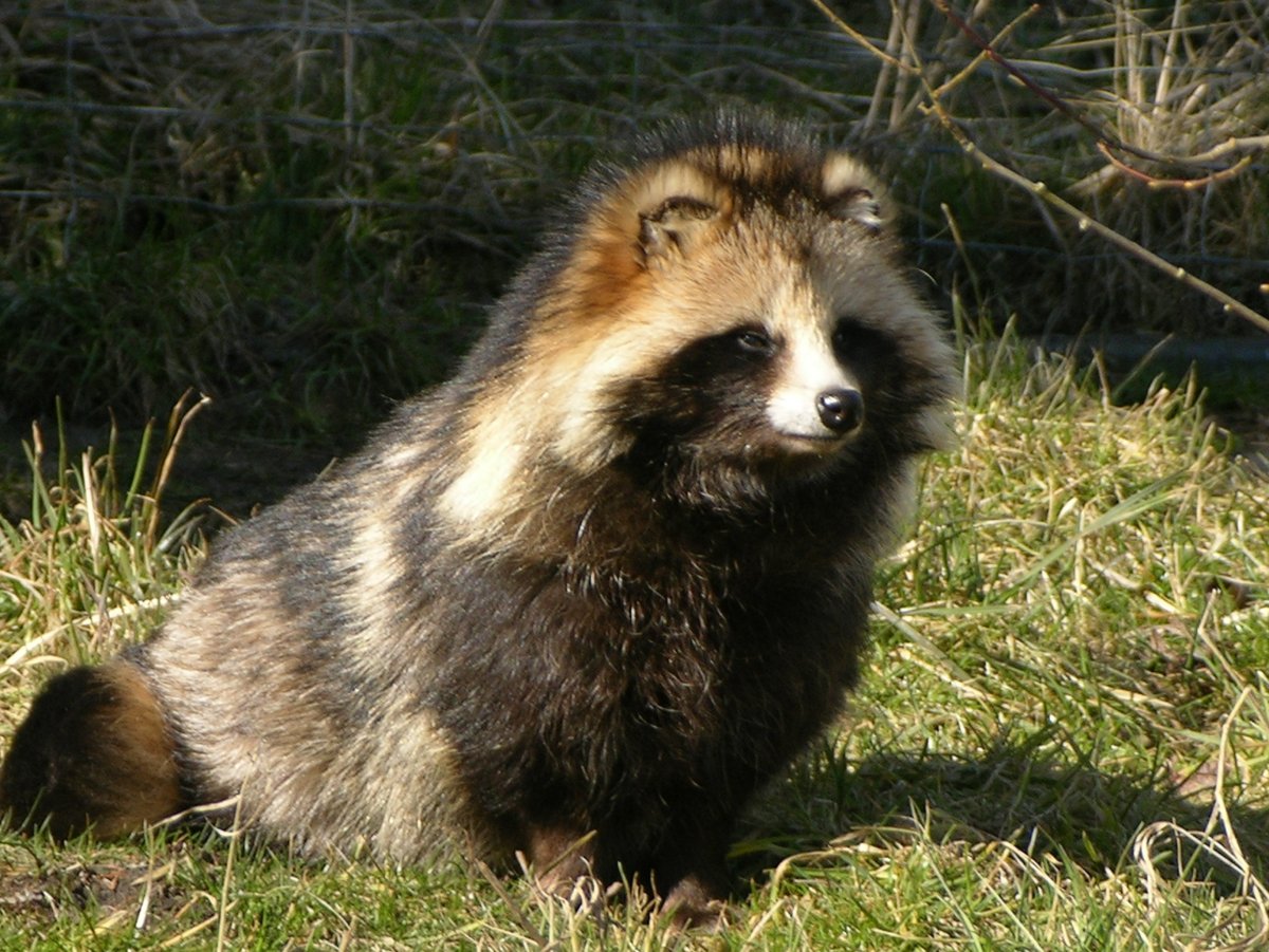 Японская енотовидная собака