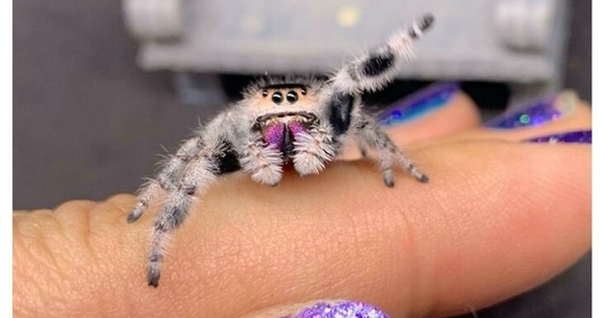 Необычные насекомые мира