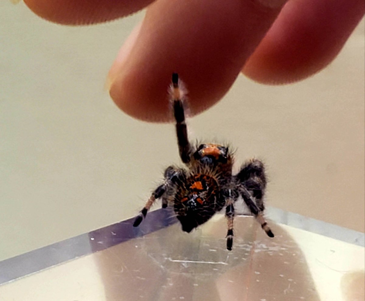 Фотографии паука тарантула
