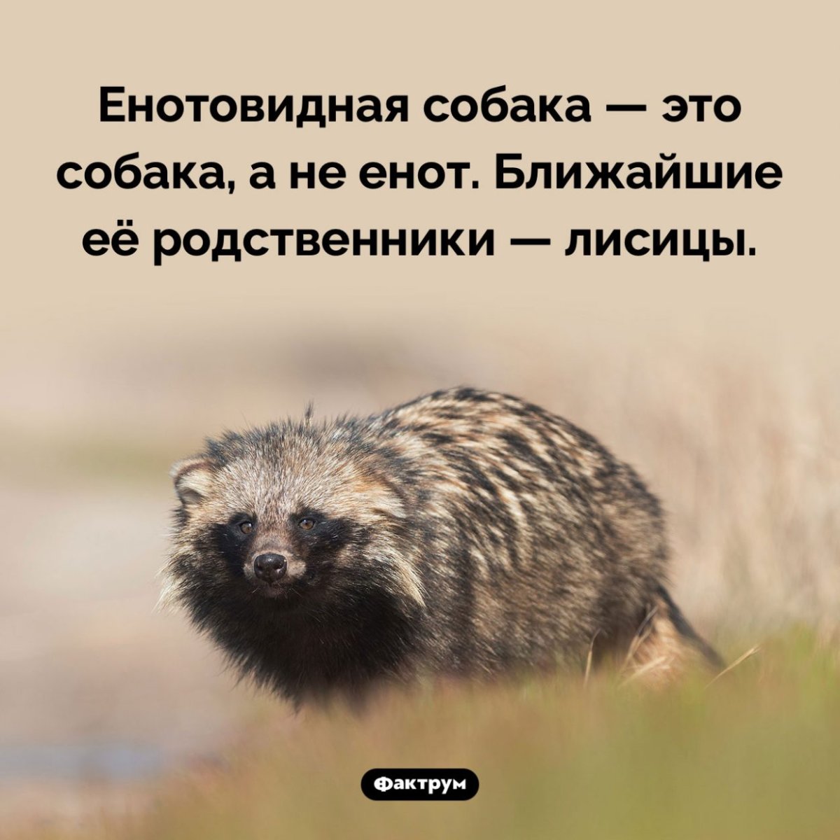 Тануки енот Япония