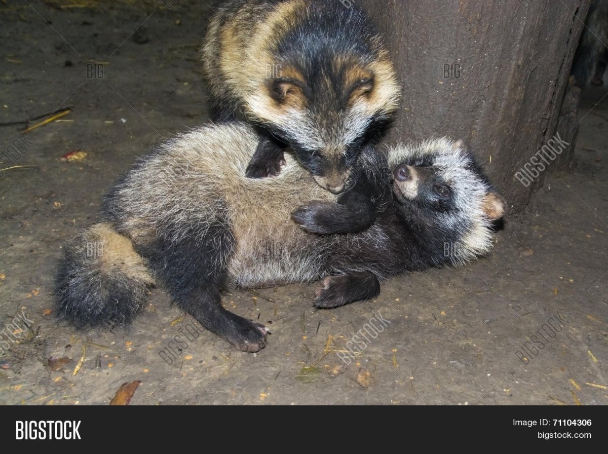 Енотовидная Уссурийская лиса