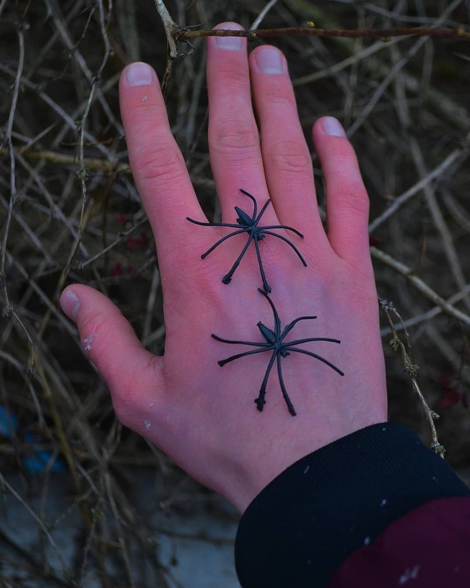 Паук Тарантул домашний