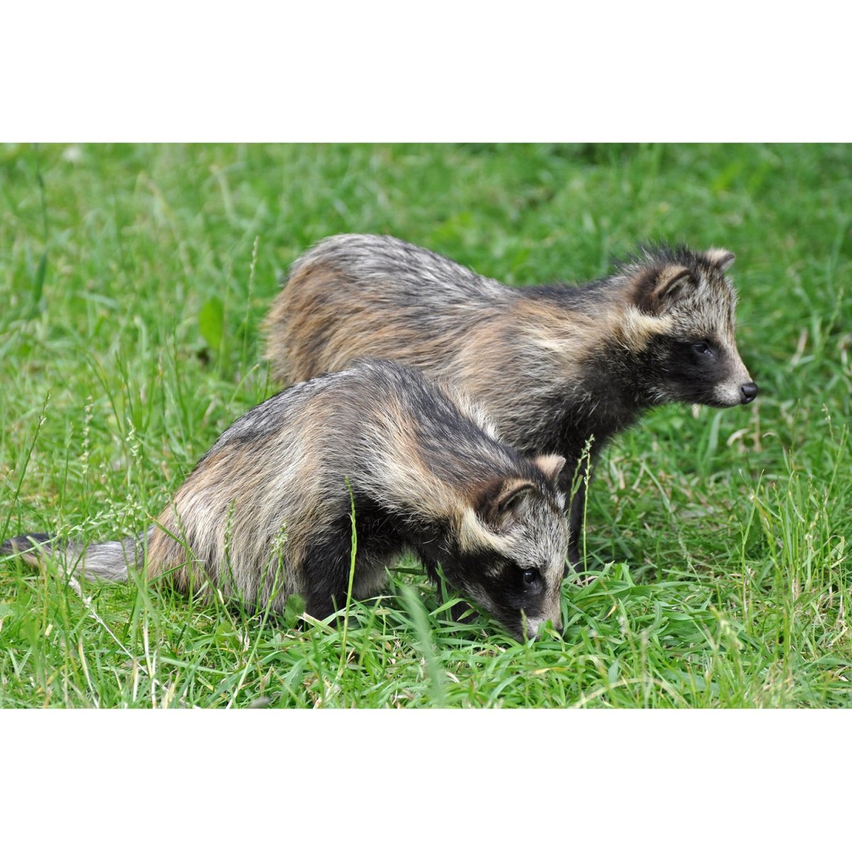 Енотовидная собака и енот