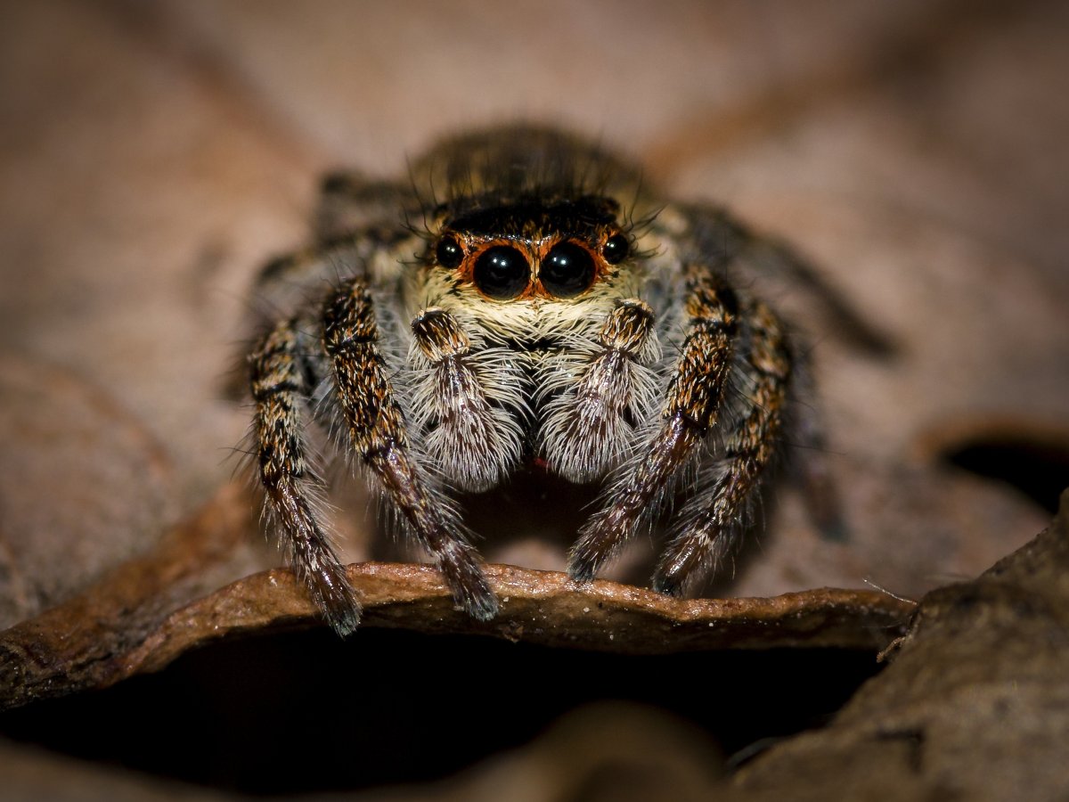 Phidippus Audax (паук-скакун)