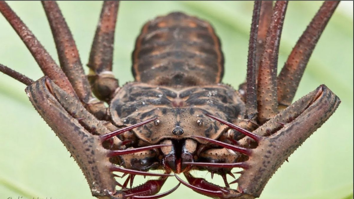 Фрины хелицеры