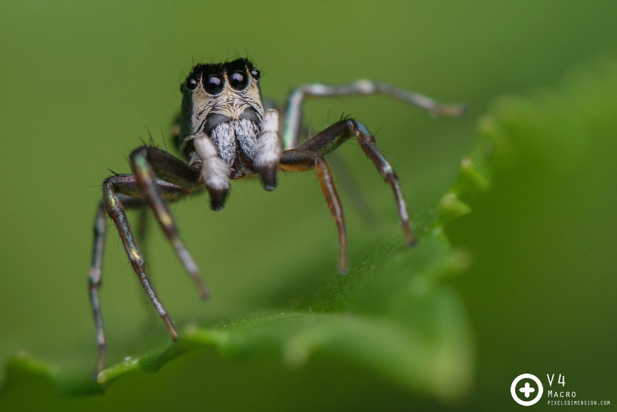 Прыгающий паук