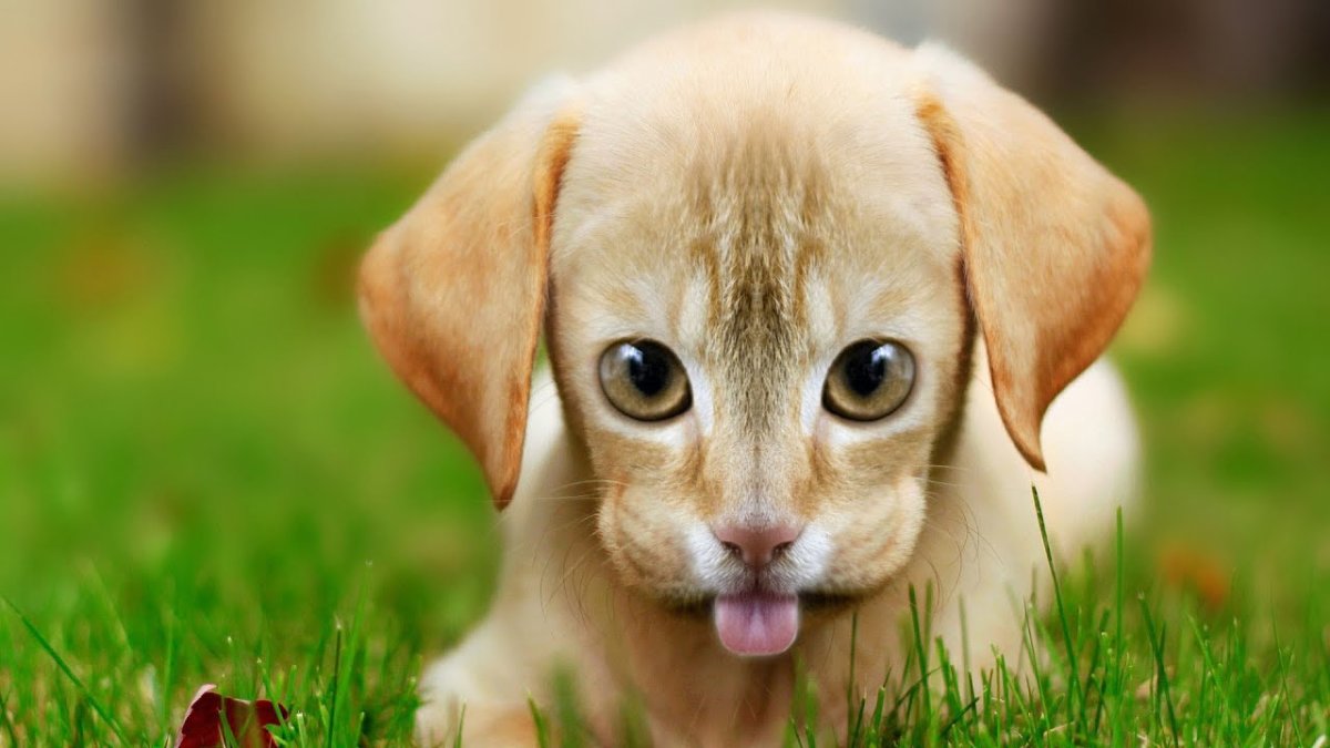 Домашние животные