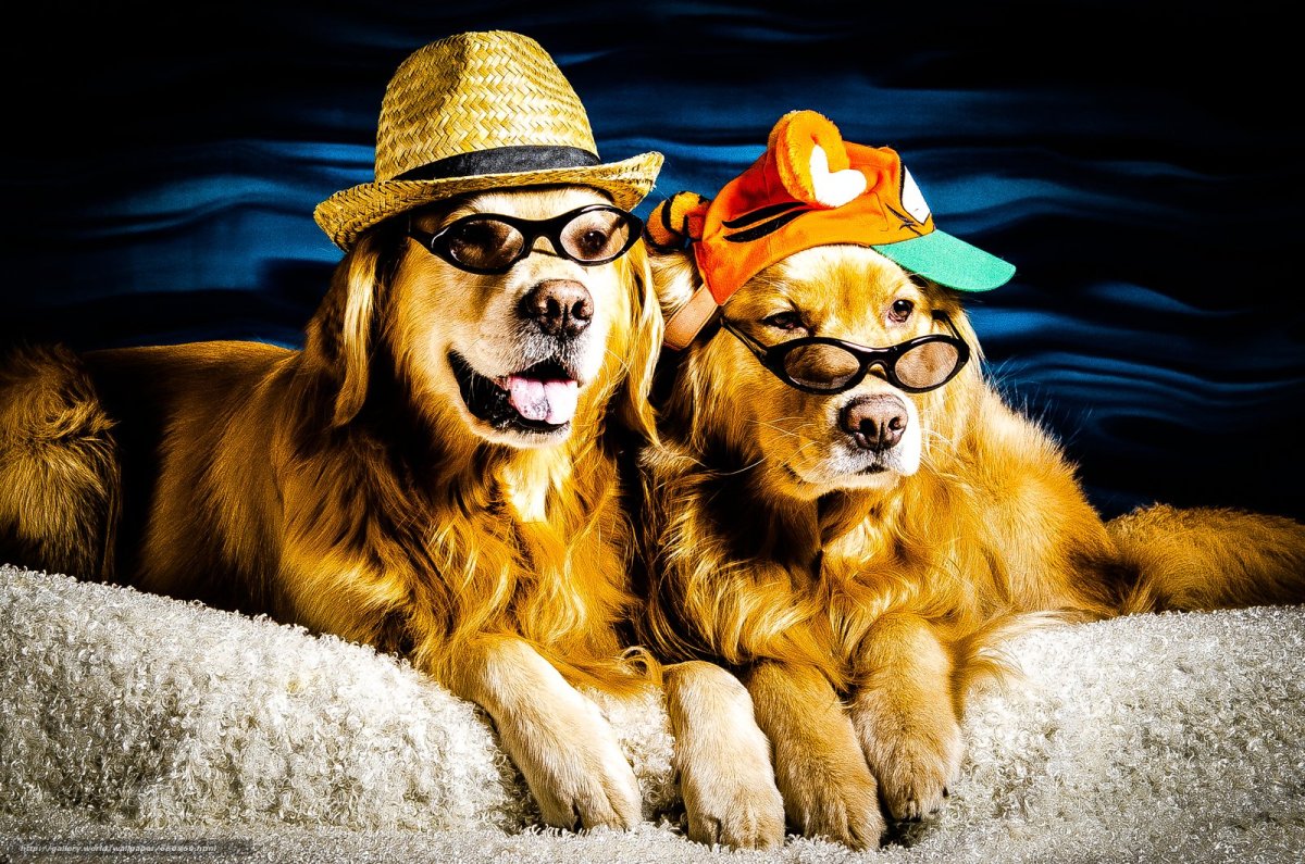 Собаки веселятся