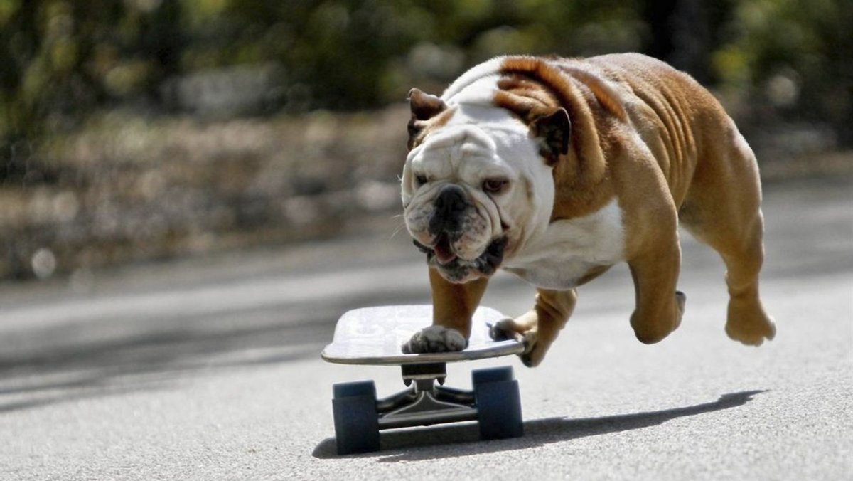 Английский бульдог Жажа