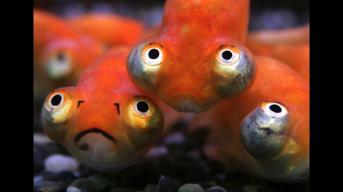 Аксолотль альбинос