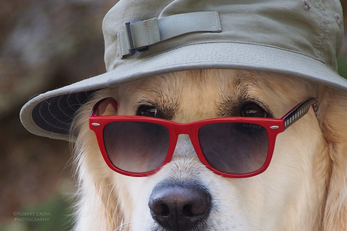 Собака в очках