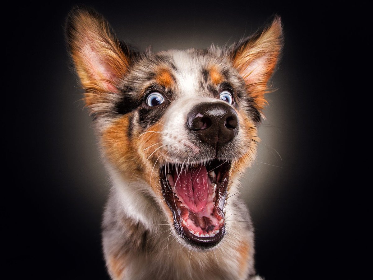 Собака лаит или лает