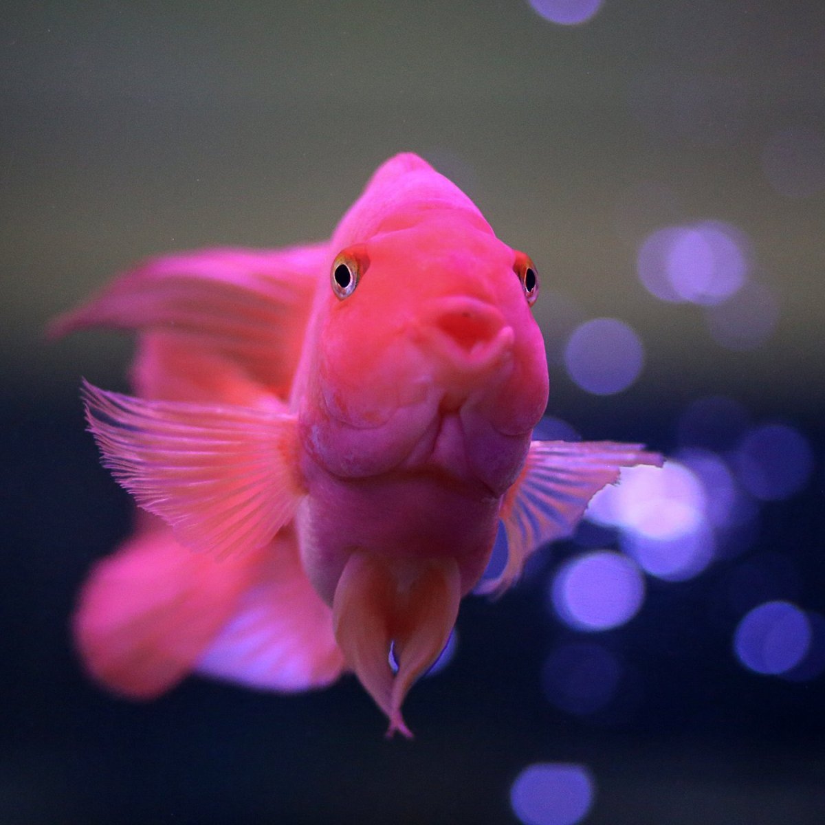 Дельфин Единорог кавай