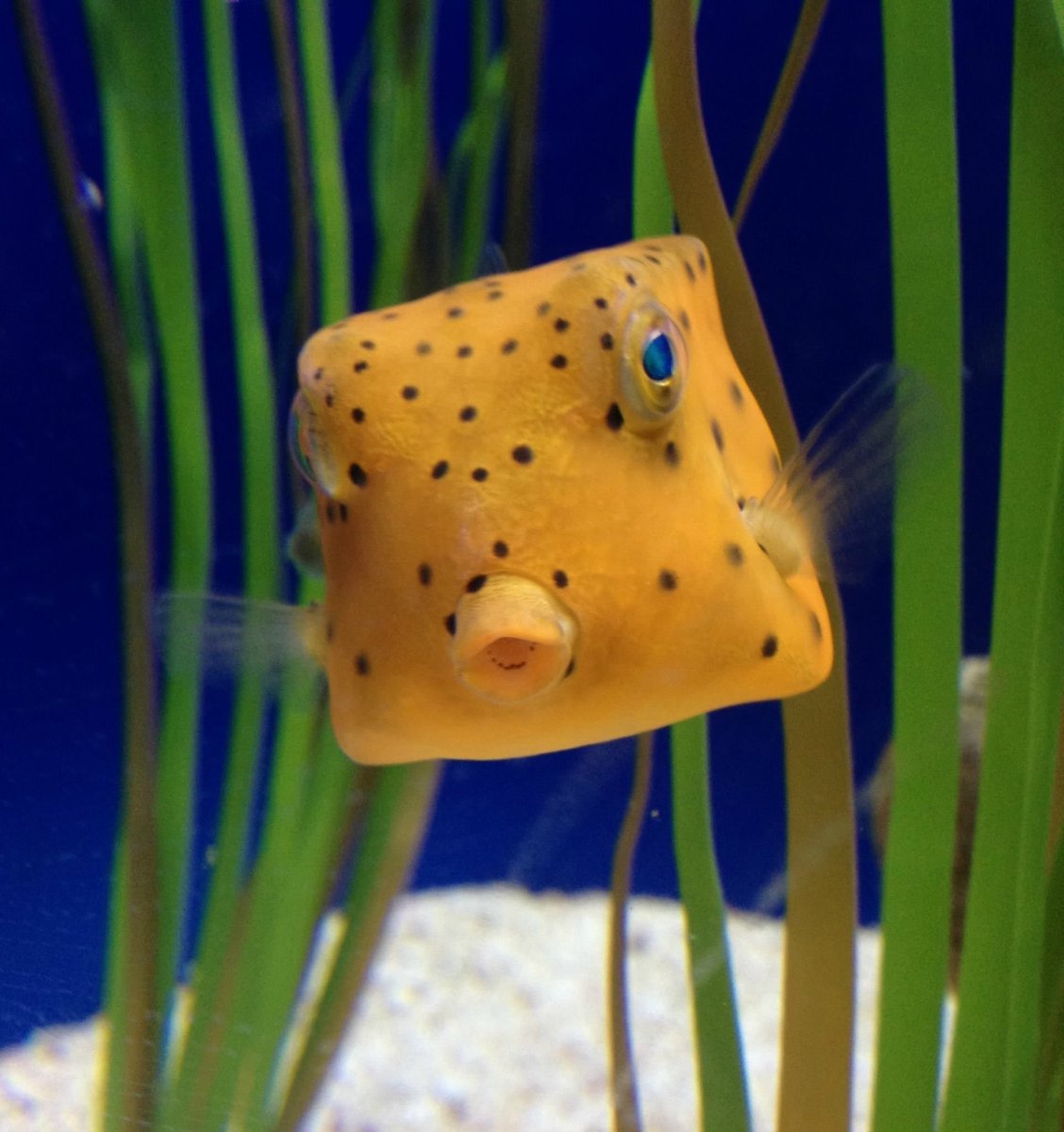 Осьминог Гримпотевтис