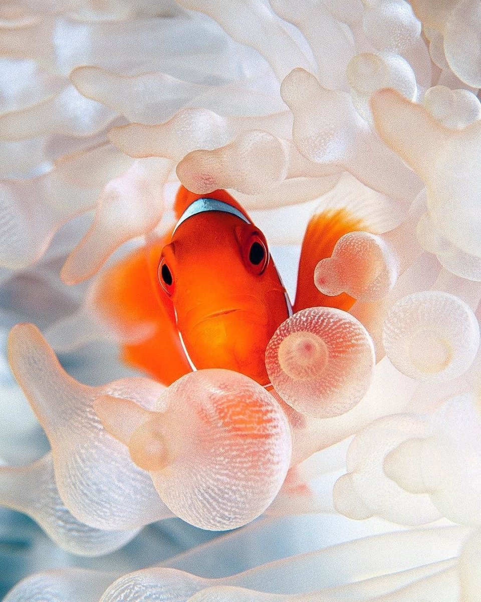 Анимешные рыбки