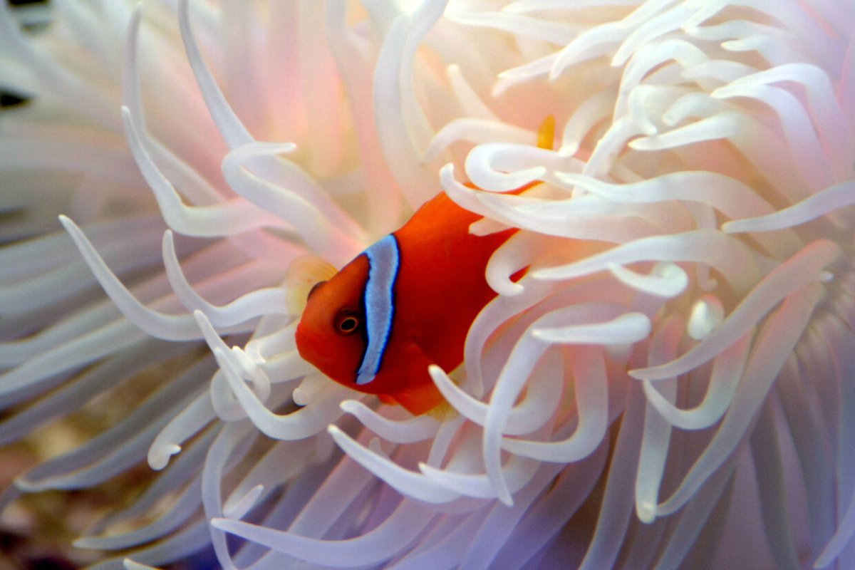 Милые рыбки