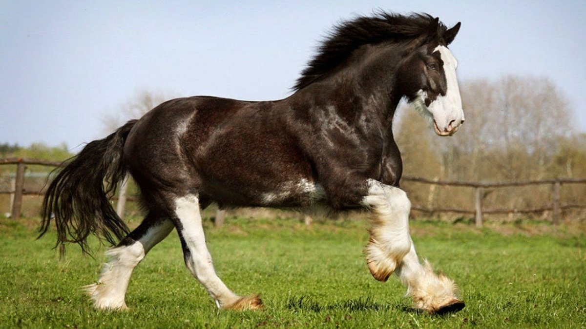 Шайр английский тяжеловоз