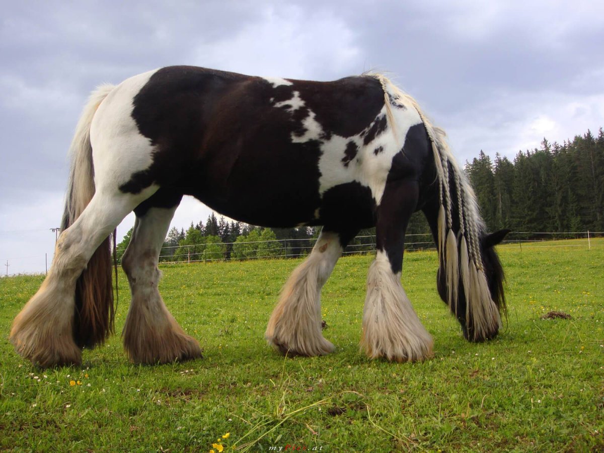 Тяжеловоз Шайр