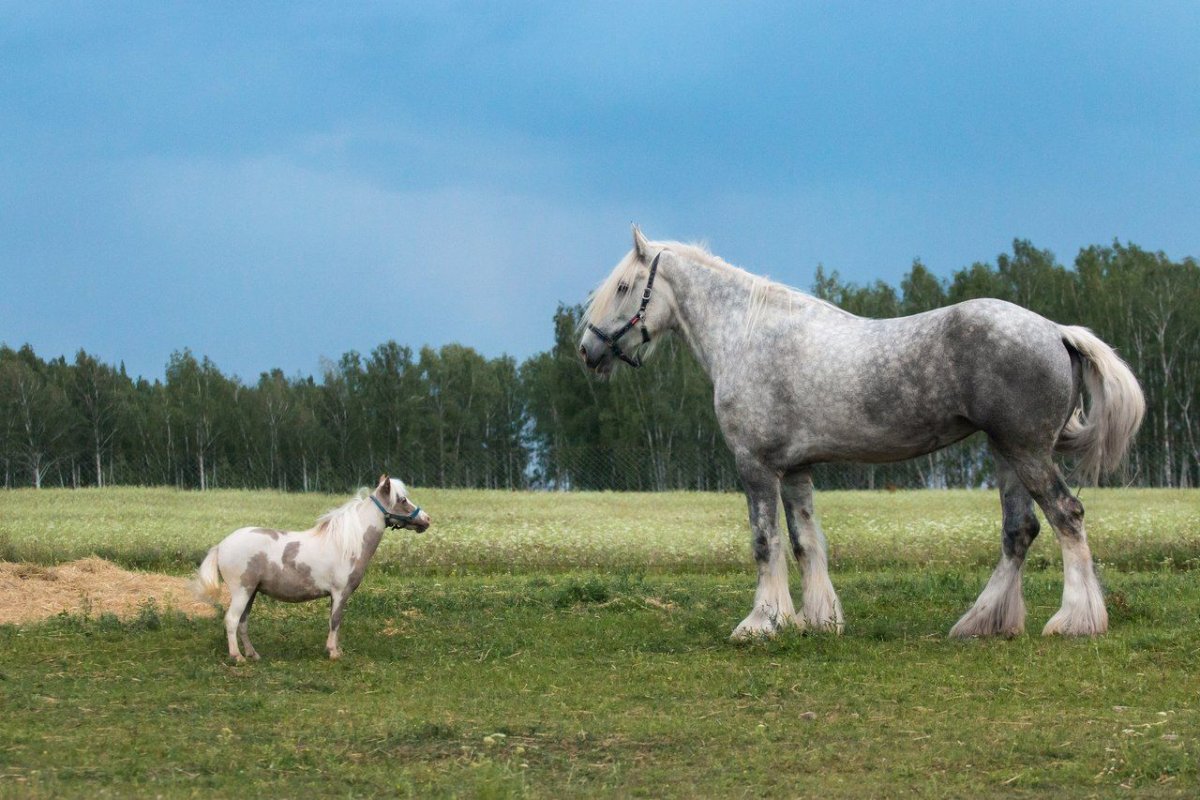 Шайр лошадь Самсон