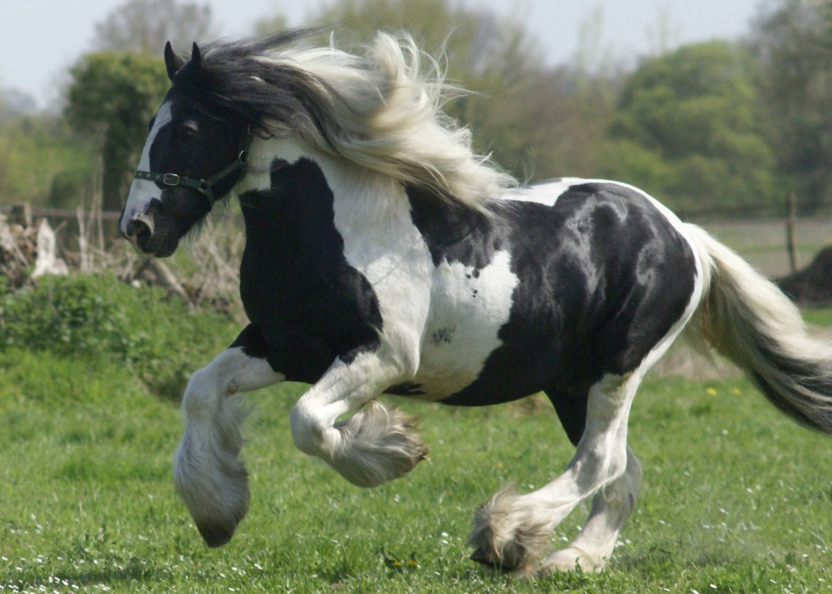 Лошади породы Тинкер