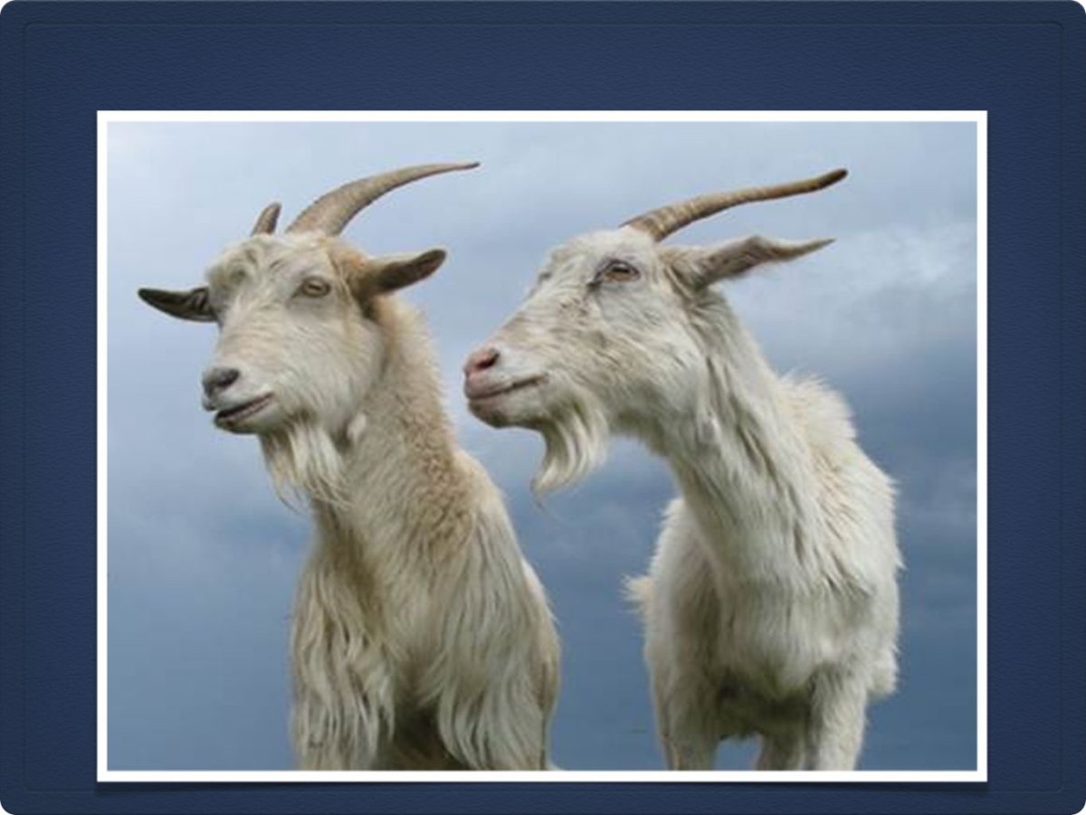 Коза и козел