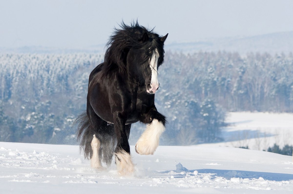 Шайр тяжеловоз вороной