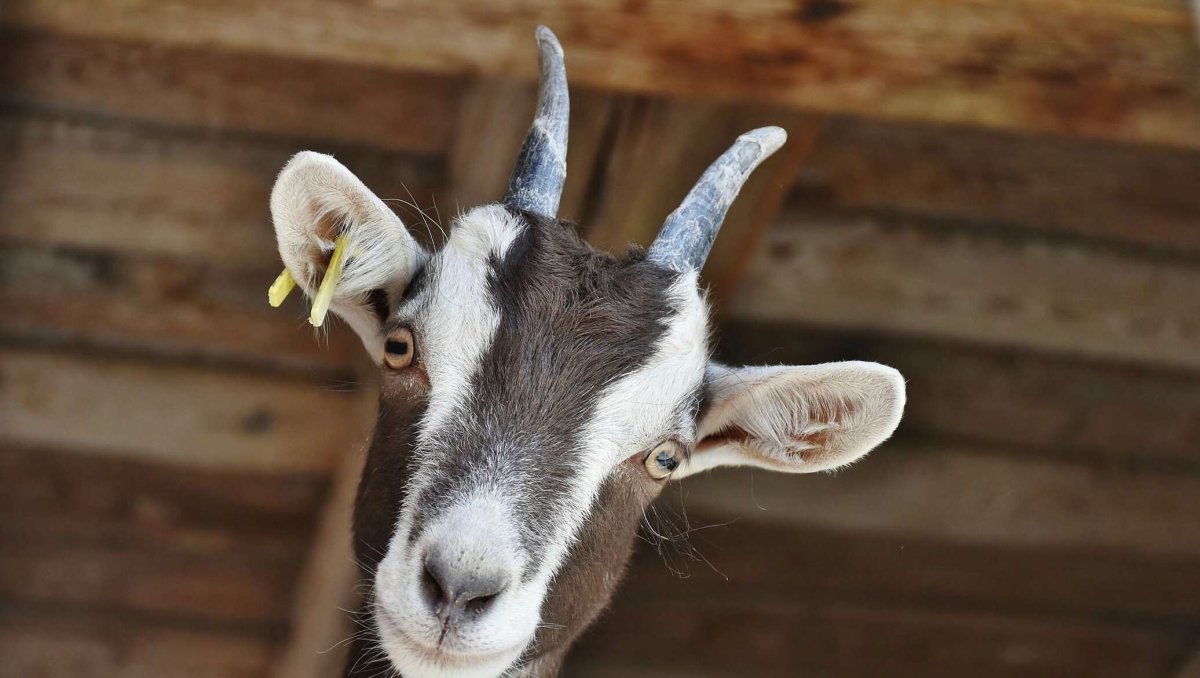 Ложка с козел