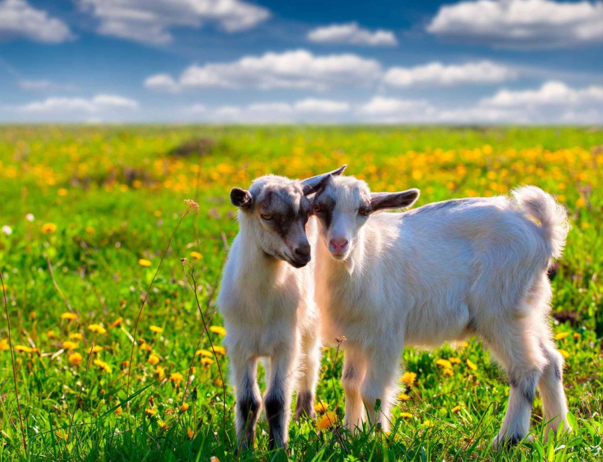Козленок на зеленом лугу