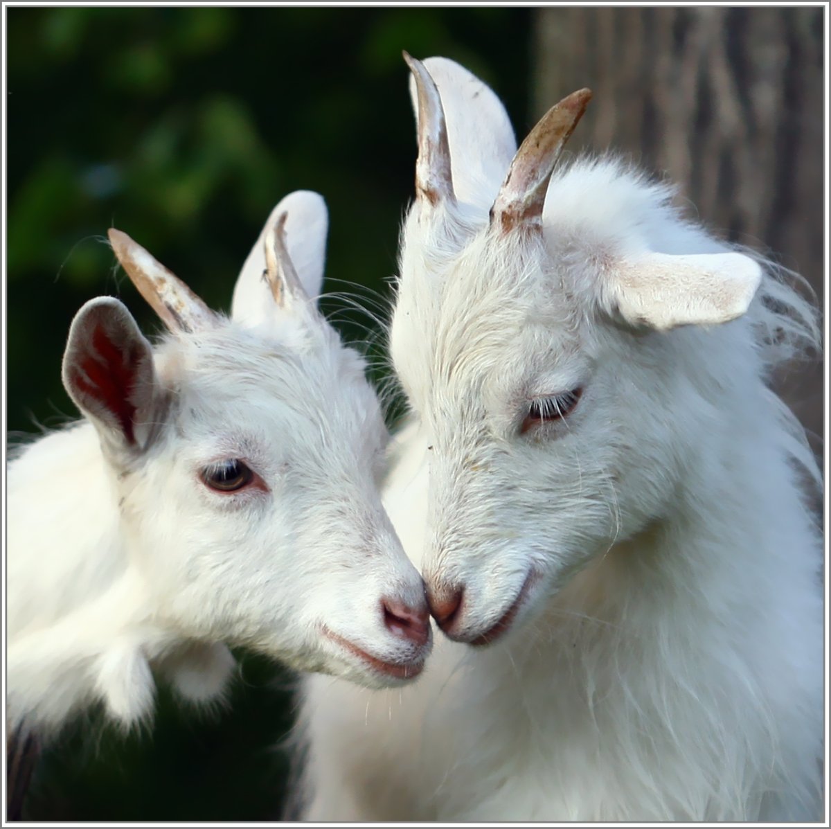 Козел и козленок