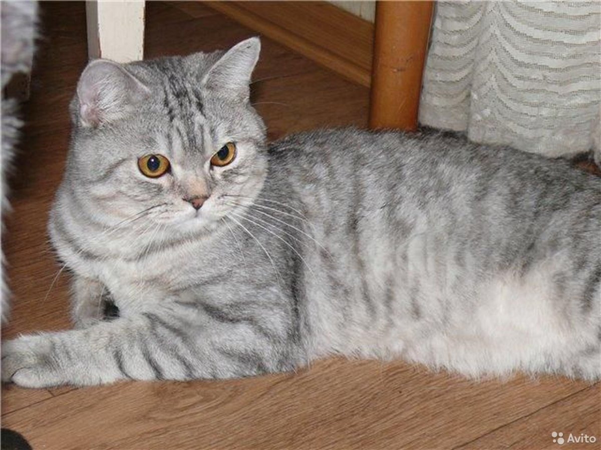 Шотландская прямоухая серебристый табби