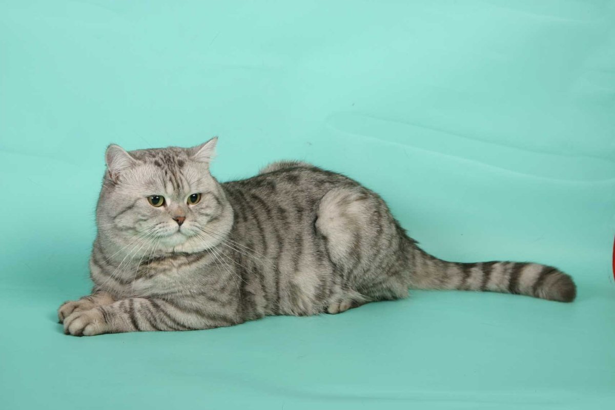 Британская кошка полосатая