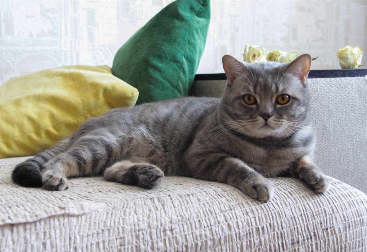 Скоттиш страйт серый в полоску