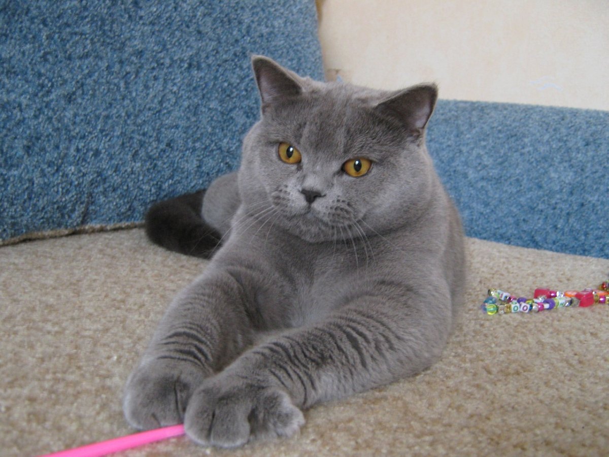 Шотландский прямоухий голубой кот