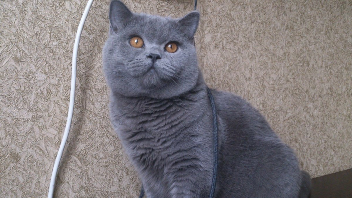 Шотландская прямоухая серо голубая кошка